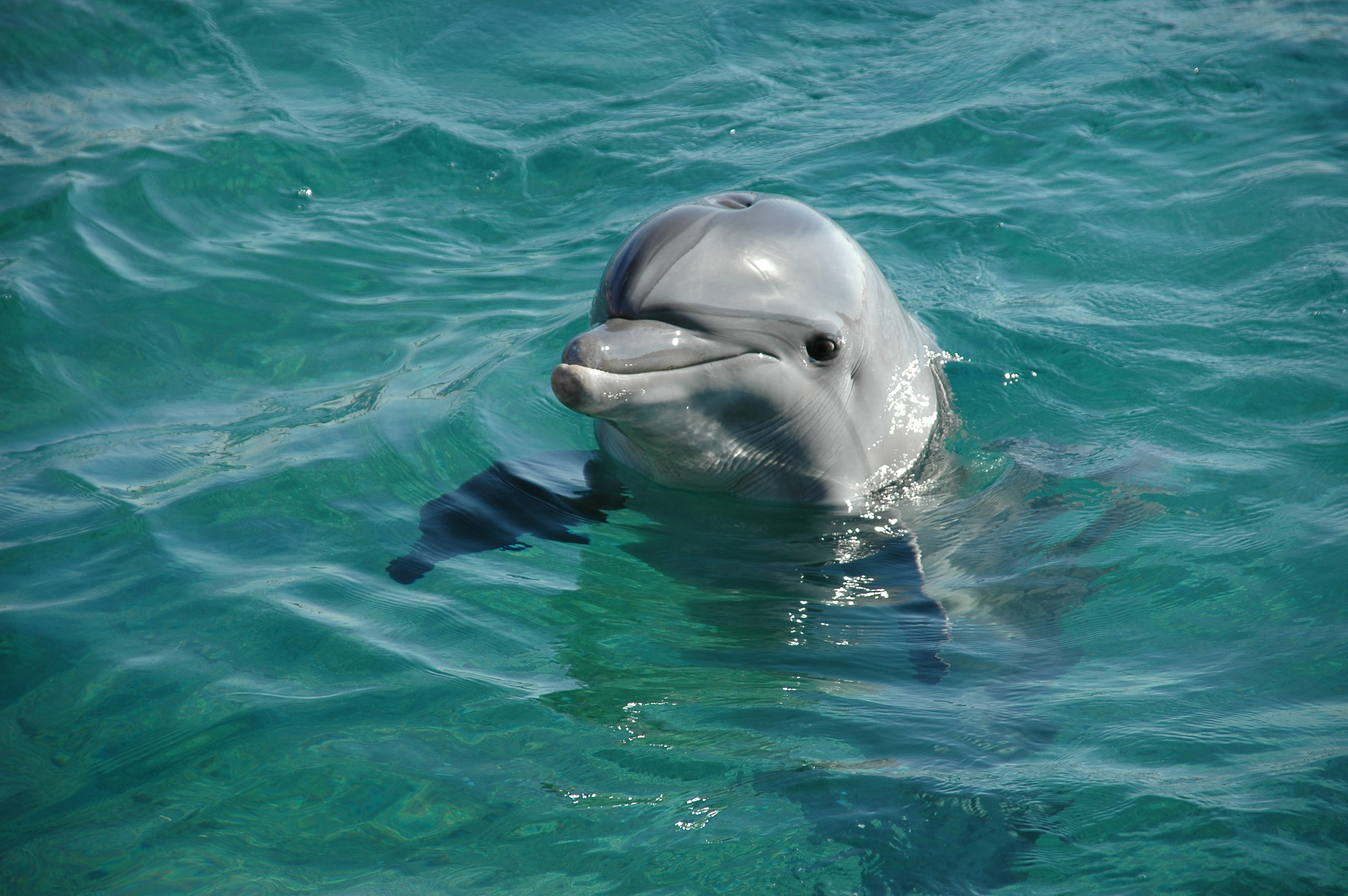 Дельфир. Дельфин-Афалина. Бутылконосый Дельфин. Милые дельфины. Дельфин в море.